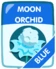 Blue Moon Orchid