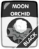 Black Moon Orchid