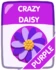 Purple Crazy Daisy