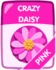 Pink Crazy Daisy